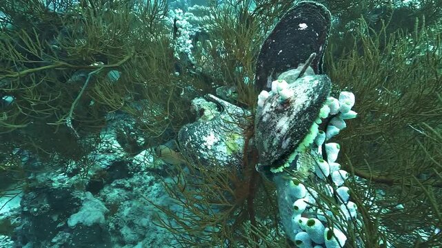 Large pearl oysters grow attached among gorgonians and reef organisms in Raja Ampat, their dark shells covered with sponges and other marine life.