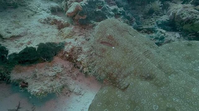 Close-up of a wobbegong carpet shark head resting on a Raja Ampat reef, revealing its eyes, flattened snout and distinctive branching dermal tassels.