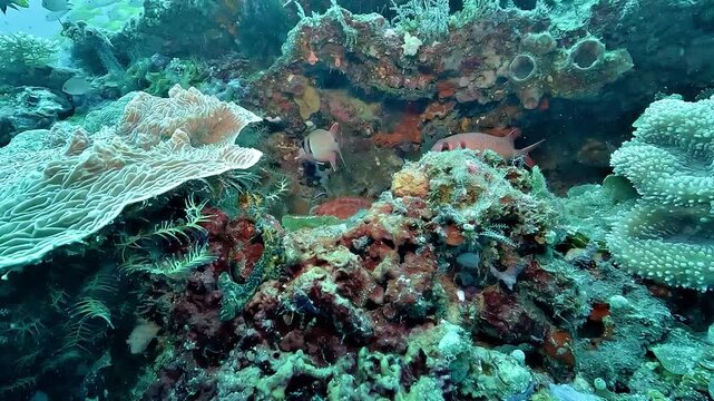 A gentle forward glide through the coral gardens of Raja Ampat reveals reef fish, soft corals and richly textured marine life in clear tropical water.