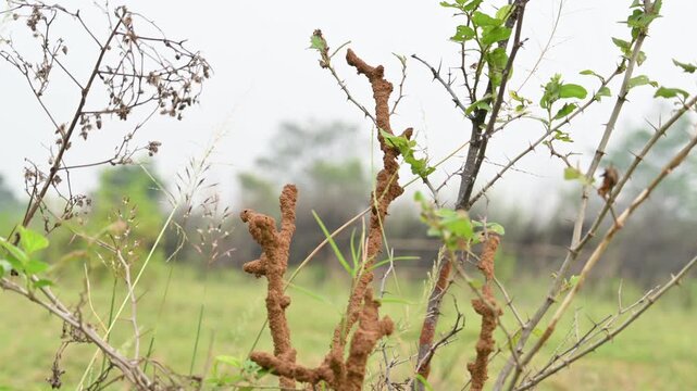 Termite mud tubes covered dry plant branches in green fields. The termites construct a soil nest around the twig and gradually consume it. This structure resembles the twig itself.