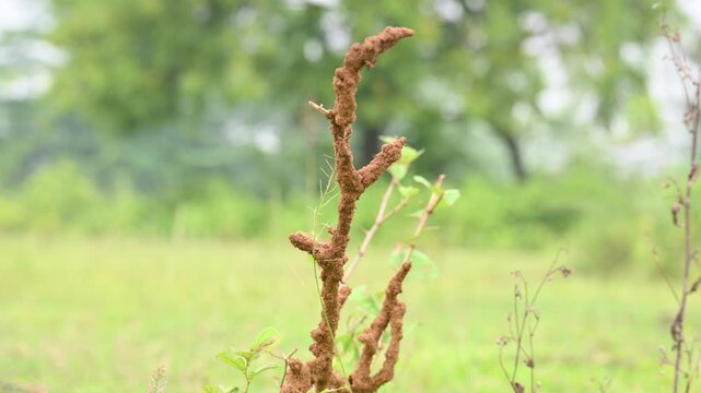 Termite mud tubes covered dry plant branches in green fields. The termites construct a soil nest around the twig and gradually consume it. This structure resembles the twig itself.