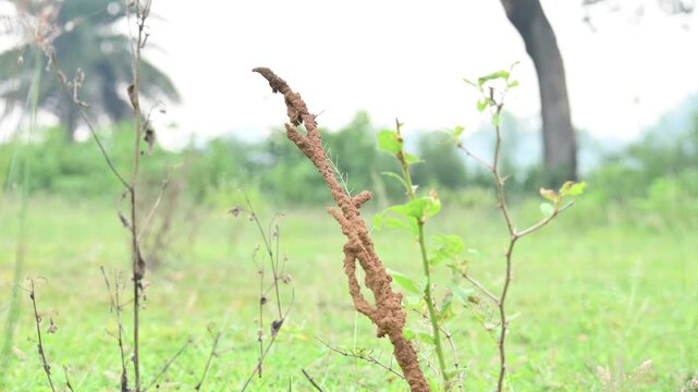 Termite mud tubes covered dry plant branches in green fields. The termites construct a soil nest around the twig and gradually consume it. This structure resembles the twig itself.