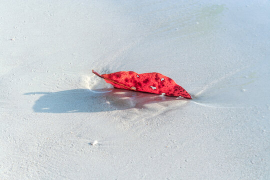 leaves on a sandy white beach