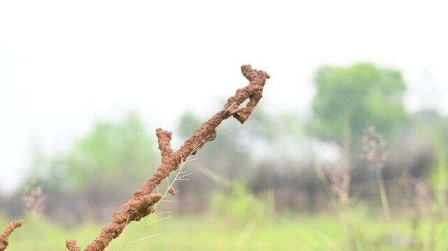 Termite mud tubes covered dry plant branches in green fields. The termites construct a soil nest around the twig and gradually consume it. This structure resembles the twig itself.