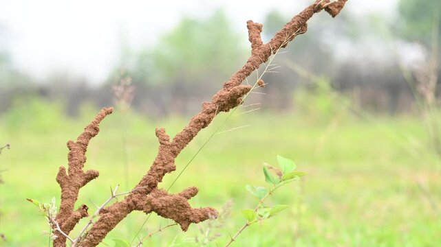 Termite mud tubes covered dry plant branches in green fields. The termites construct a soil nest around the twig and gradually consume it. This structure resembles the twig itself.