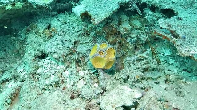 A yellow golf ball sponge Cinachyrella australiensis rests on the reef, recognizable by its rounded shape and deep cavities, filmed in Raja Ampat.
