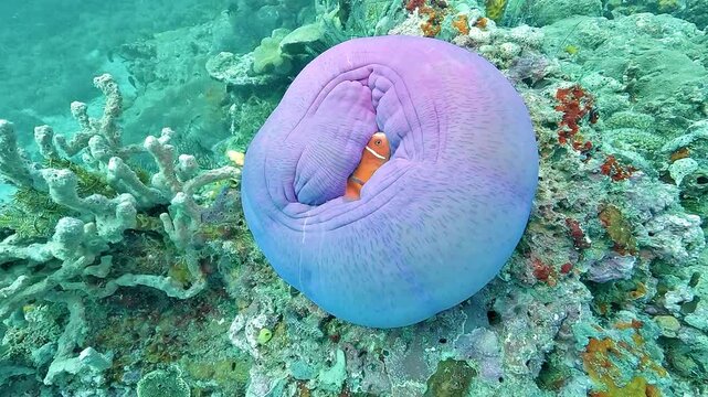 A clownfish hides inside a tightly closed purple sea anemone, with barely enough space between its folded lips to conceal its body.