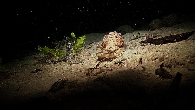 Diadem volute, Melo amphora crawls over the sandy seabed searching for prey, its long siphon extended forward like a cannon during a night muck dive in Raja Ampat.