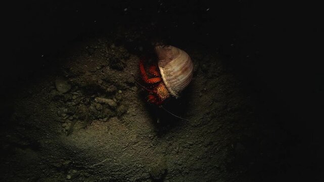 Top view of a white-spotted hermit crab Dardanus megistos walking on the seabed with its large borrowed shell during a night muck dive in Raja Ampat.