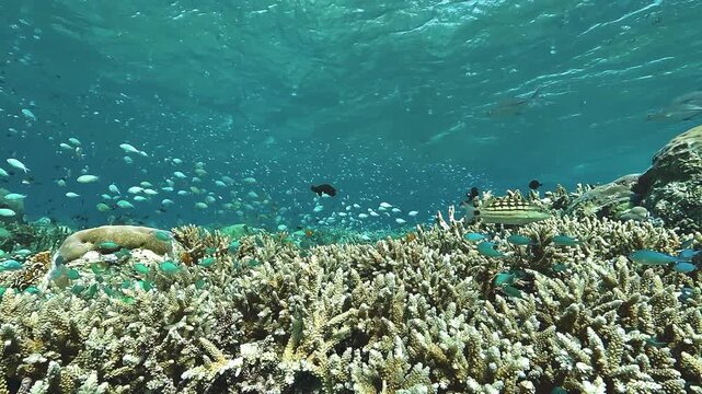 A shallow coral reef plateau at Cape Kri in Raja Ampat is covered with dense marine life, illustrating the exceptional biodiversity of the Coral Triangle.