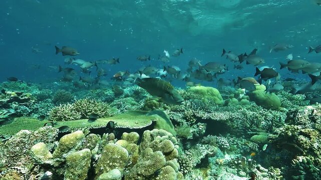 A Napoleon wrasse, Cheilinus undulatus, swims proudly in front of the camera on Cape Kri&rsquo;s shallow reef plateau in Raja Ampat.