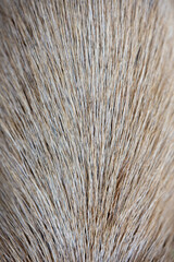 Fototapeta premium The capybara's quills are in close focus.