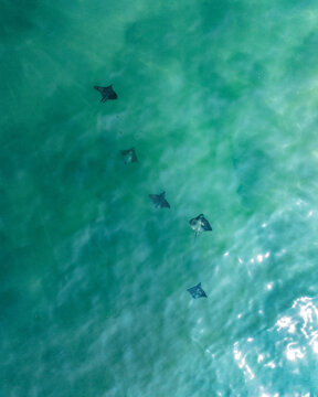 Aerial view of a group of rays swimming in the clear turquoise water of the sea in Los Barriles, Baja California Sur, Mexico.