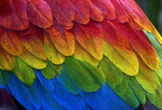 Vibrant closeup image of colorful parrot feathers showcasing stunning red yellow green and blue hues in detail
