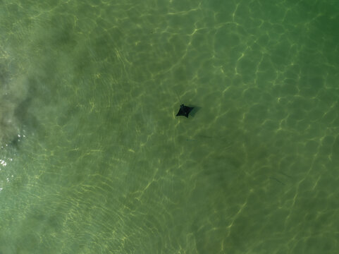 Aerial view of a stingray swimming in the clear turquoise water of the sea in Los Barriles, Baja California Sur, Mexico.