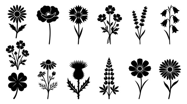 Black wildflower silhouettes and botanical flower symbols. Set of vector garden plants, borage, chamomile, poppy, thistle for nature design