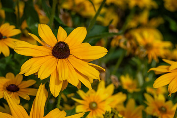 Obraz premium Bright yellow Rudbeckia flowers blooming in garden