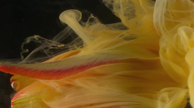 Vertical video. Paint nature. Blend fluid. Defocused yellow red color liquid smoke tulip petals wet mist flower on abstract background.