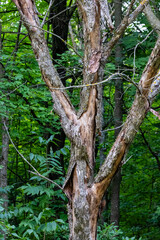 Fototapeta premium Dead elm tree with peeling bark in summer forest