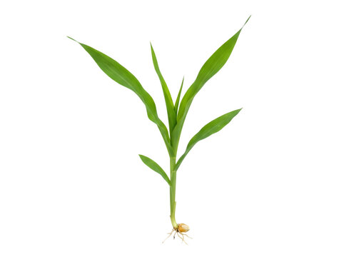 Small green corn seedling plant with roots growing from a single kernel isolated on transparent background