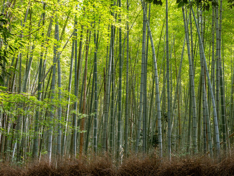 夏の京都嵐山　竹林の小径