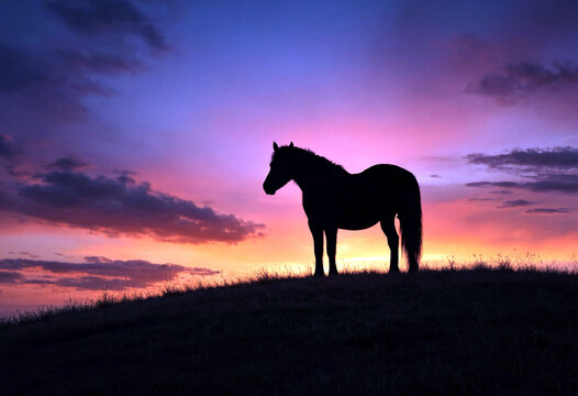 Majestic black horse standing on a hilltop during a breathtaking colorful sunset scene