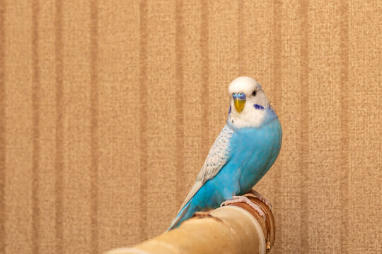 Light blue wavy parrot at home close-up. Beautiful ornamental birds on horizontal photos.