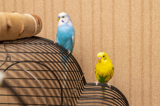 Light blue and yellow wavy parrot at home close-up. Beautiful ornamental birds on horizontal photos. 