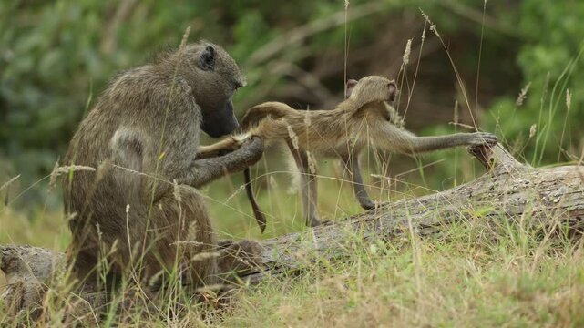 A mother Chacma baboon gently holds onto her baby's leg as the youngster tries to wander off, determined to continue grooming it despite the infant's playful attempts to escape. Kruger National Park.