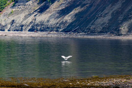 Quebec, Canada, 28 June 2026 : A white bird flies low over calm water with a rocky cliff in the background.
