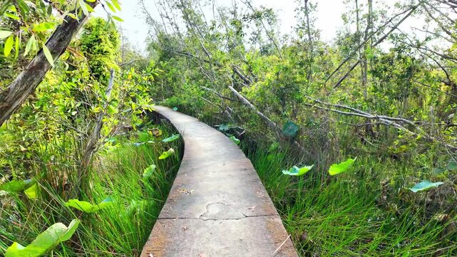Ecotourism walking trail through a lush mangrove forest in Long An, Vietnam, featuring a narrow pathway surrounded by diverse tropical vegetation and wetland ecosystem