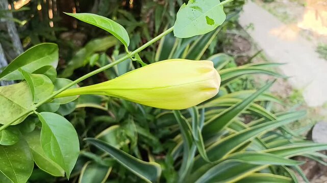Solandra maxima Flower Bud Before Blooming