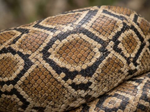 Closeup of a snake skin texture with natural brown and black diamond scale pattern