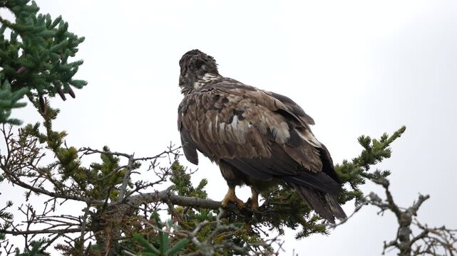 Juvenile Bald Eagle defecating in spruce tree - Slow Motion