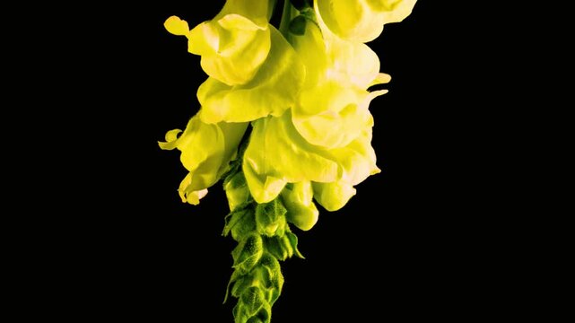 Vibrant snapdragon flowers bloom gracefully against deep black background video
