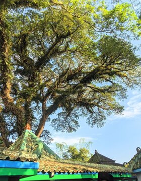  Landscape of large rain tree (samanea saman)/rain tree/Ambon/munggur wood 