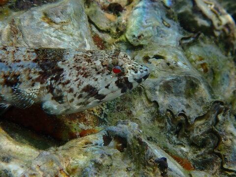 Variegated lizardfish (Synodus variegatus) resting on rocky seabed