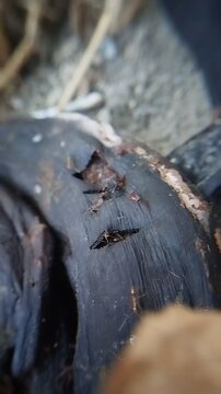 Extreme macro close-up of a colony of ants scavenging and digging through garbage to find food. Insect survival and behavior concept