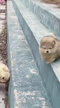 A group of adorable Alaskan Malamute puppies walking together outdoors on a sunny day