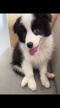A large group of energetic border collie puppies playing together on a paved outdoor patio