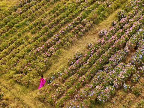 Aerial view of a woman in a vibrant pink dress walking through rows of colorful blooming hydrangea flowers in a field in Constanza, La Vega Province, Dominican Republic.