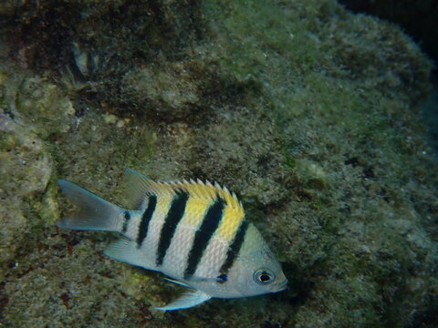 Sergeant major (Abudefduf vaigiensis) swimming near rocky reef