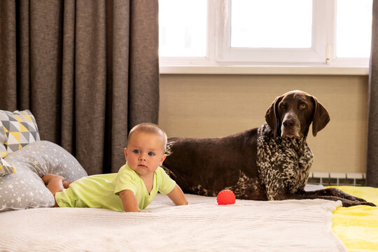 Baby Boy and German Shorthaired Pointer Relax on Bed