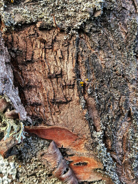 Weathered Tree Bark With Lichen and Peeling Layers