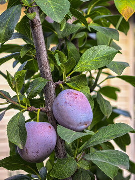 Two Purple Plums Ripening on Leafy Tree Branch