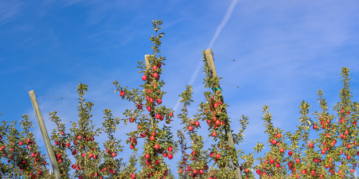 Ripe red apples growing in an orchard under blue sky