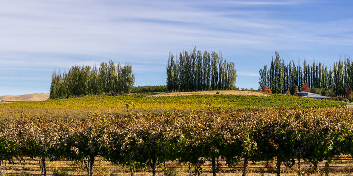 Vineyard rows showing autumn colors under blue sky in Yakima valley