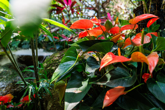 Close up red anthurium flowers and glossy tropical leaves from a thai garden for botanical background