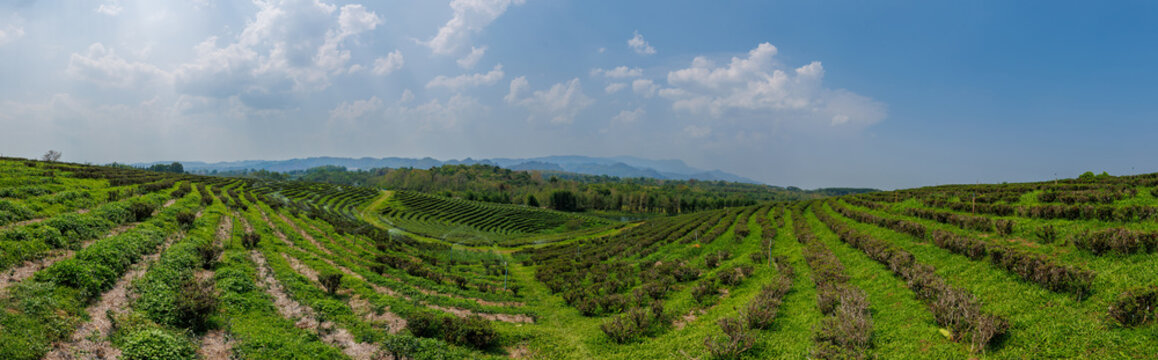 Panoramic green tea fields in thailand with repeating terraced rows under blue sky for landscape
