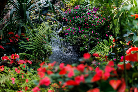 Tropical thai garden waterfall scene with red anthurium and pink blooms beside a flowing creek for background